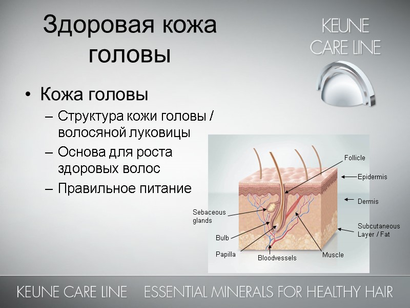Здоровая кожа головы Кожа головы Структура кожи головы / волосяной луковицы Основа для роста